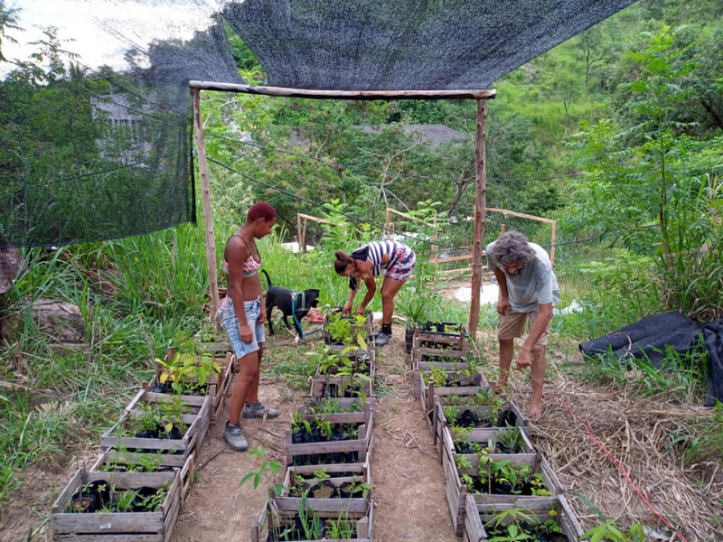 Arquivo:Viveiro de mudas pra fortalecer o plantio Agroecológico na favela e abastecer agricultores familiares..jpg